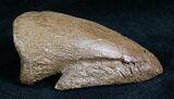 Awesome Pachycephalosaurus Claw - South Dakota #7532-3